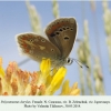 polyommatus dorylas ispravnaya female 2